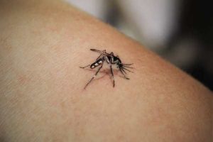 30+ Mosquito Tattoos with Meaning