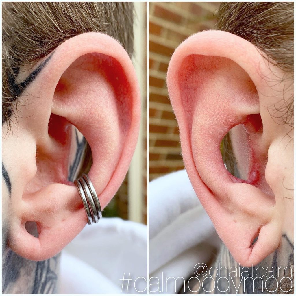 All About Ear Cropping Body Modification Body Art Guru