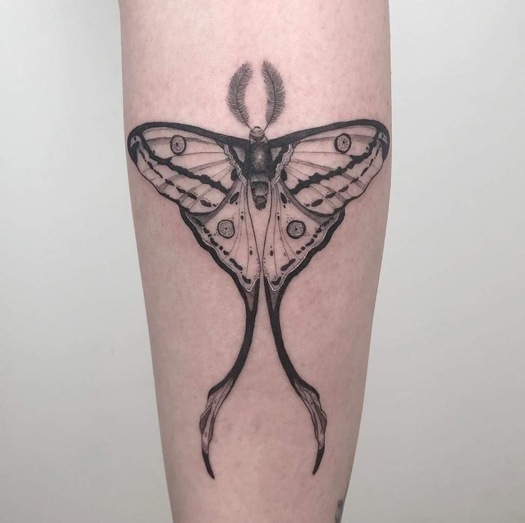 luna moth tattoo 