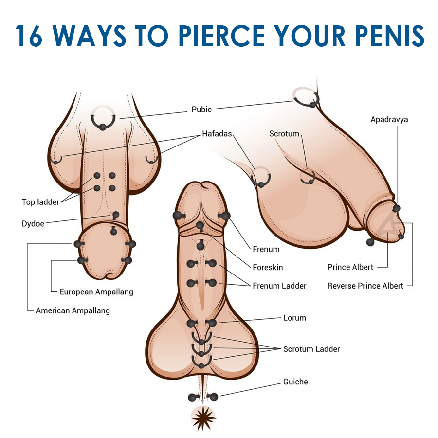 Penis Piercing Types That You Must Know 2. 16waysmale. 